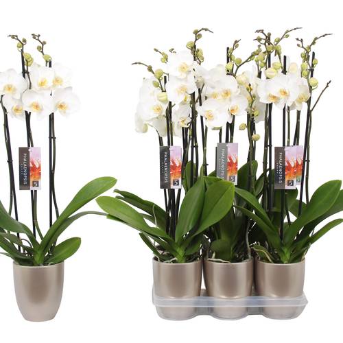 Phal.3-R weiss im Keramik champagne T12 H060