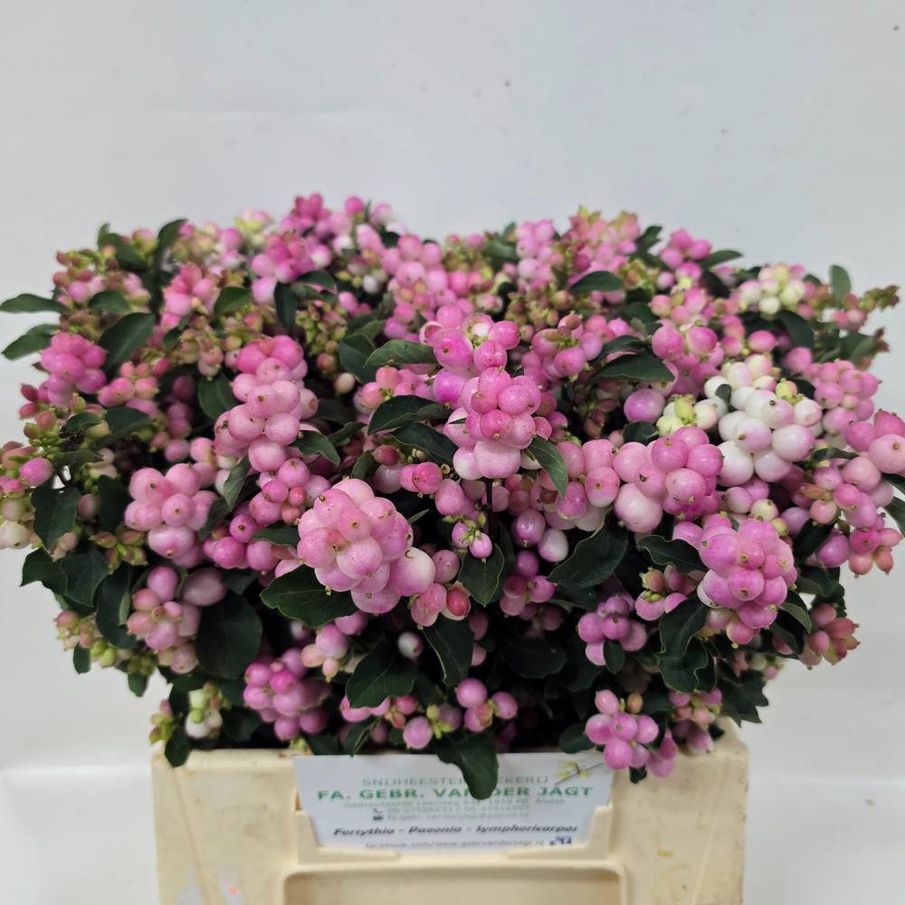 Schneebeere dunkel rosa Pink Falls 40cm