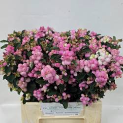 Schneebeere dunkel rosa Pink Falls 40cm