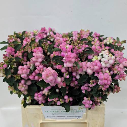 Schneebeere dunkel rosa Pink Falls 40cm