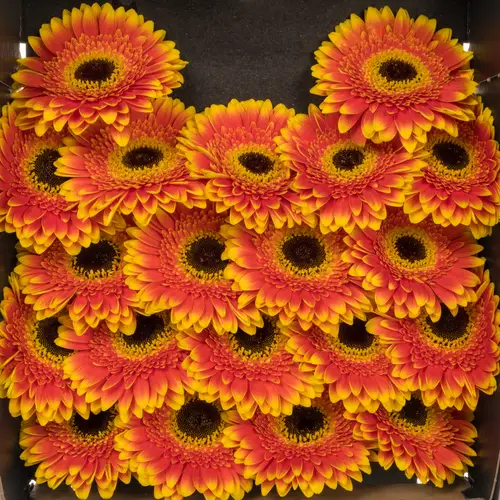 Germini dunkel orange/gelb Blazon