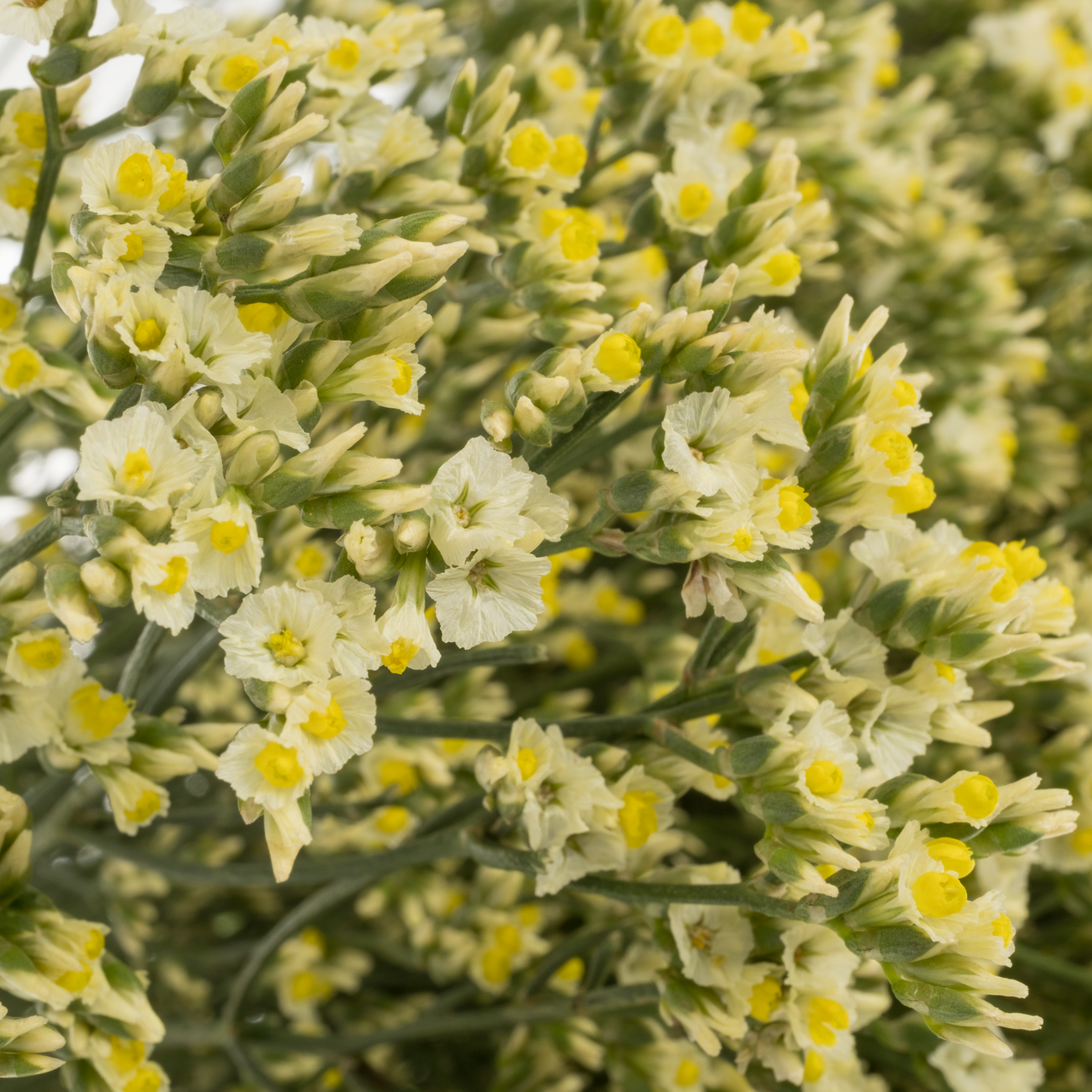 Limonium gelb Sensy Yellow 40 Gramm 70cm