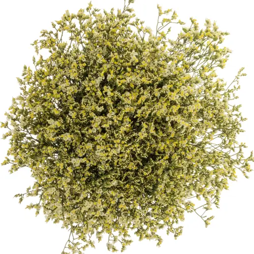 Limonium gelb Sensy Yellow 40 Gramm 70cm