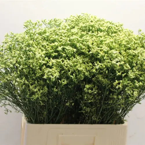 Limonium gelb Sensy Yellow 30 Gramm 70cm
