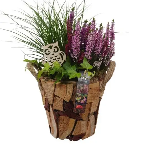 Garten.Arr PTHO4197 Herbst T19 H043