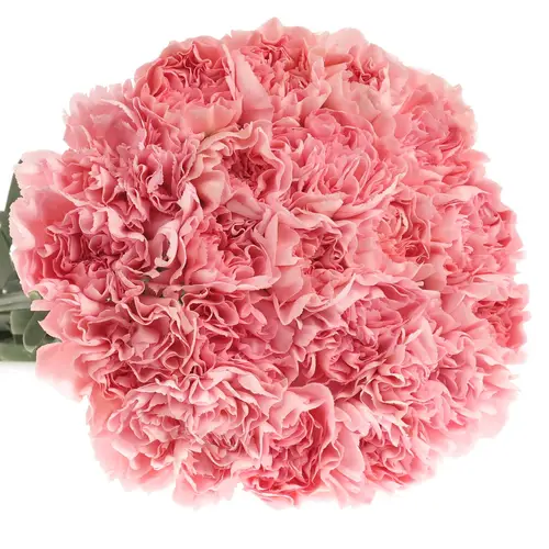 Nelke rosa Essiana 70cm