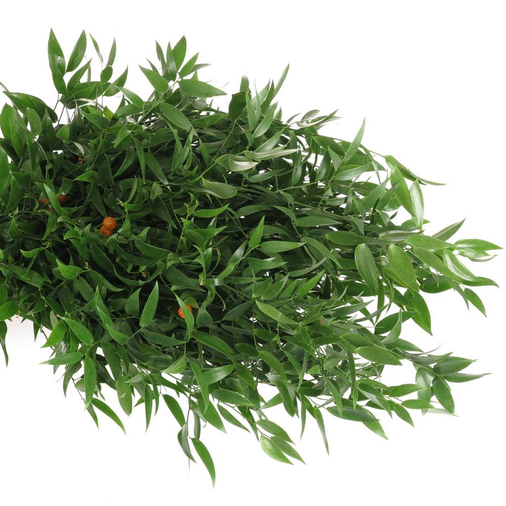 Ruskus grün fein super 500 Gramm 50cm