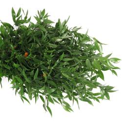 Ruskus grün fein super 500 Gramm 50cm