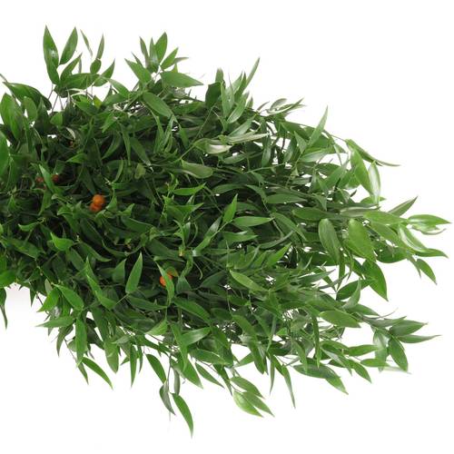 Ruskus grün fein super 500 Gramm 50cm