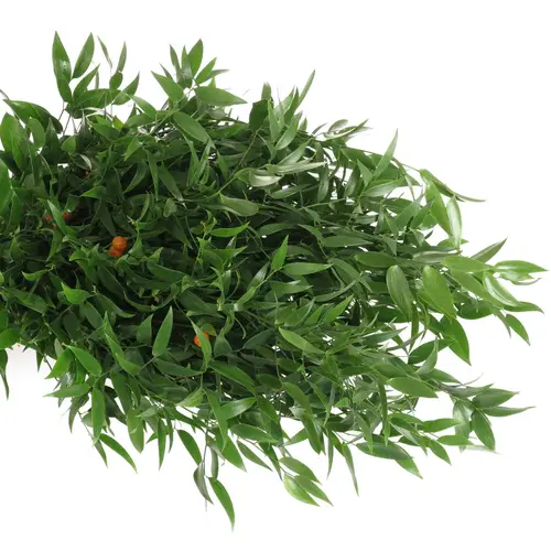 Ruskus grün fein super 500 Gramm 50cm