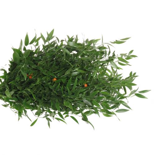 Ruskus grün fein super 500 Gramm 50cm