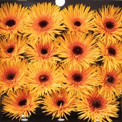 Gerbera orange Spin Claudemir 