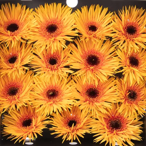 Gerbera orange Spin Claudemir 