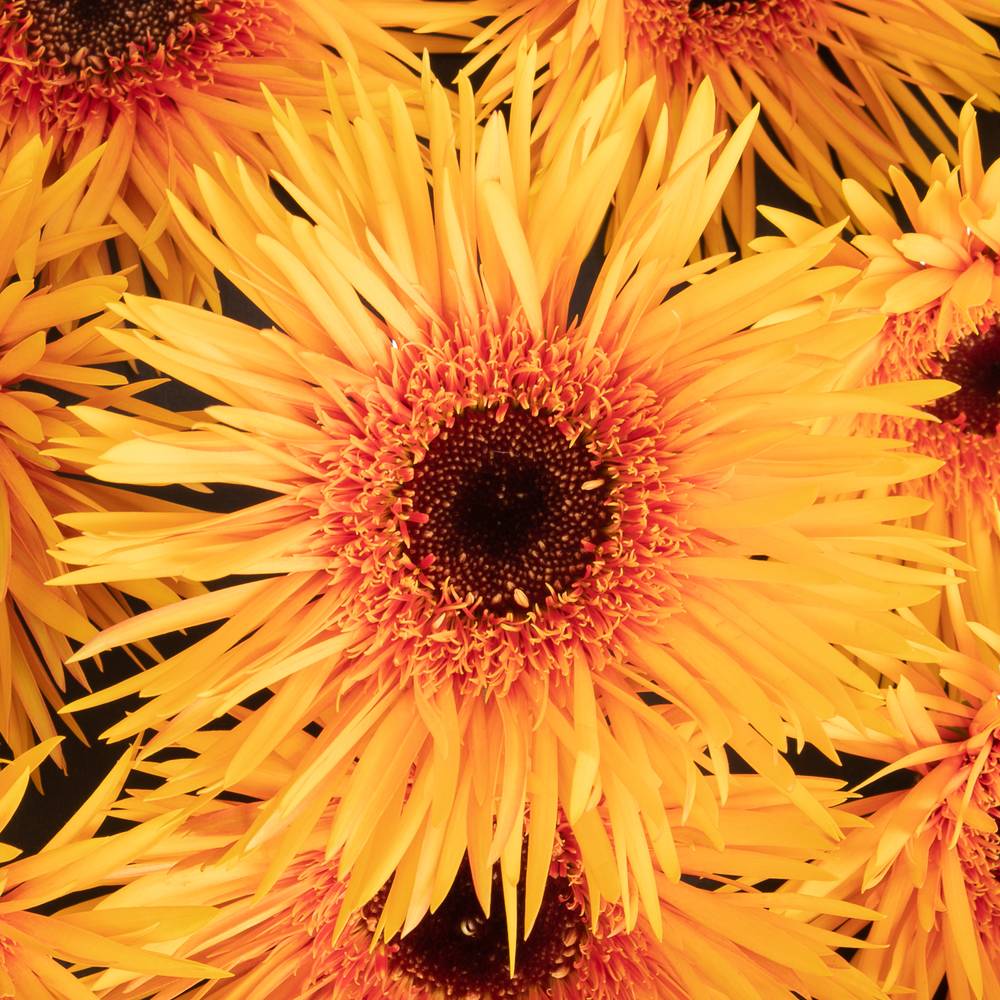 Gerbera orange Spin Claudemir 