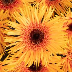 Gerbera orange Spin Claudemir 
