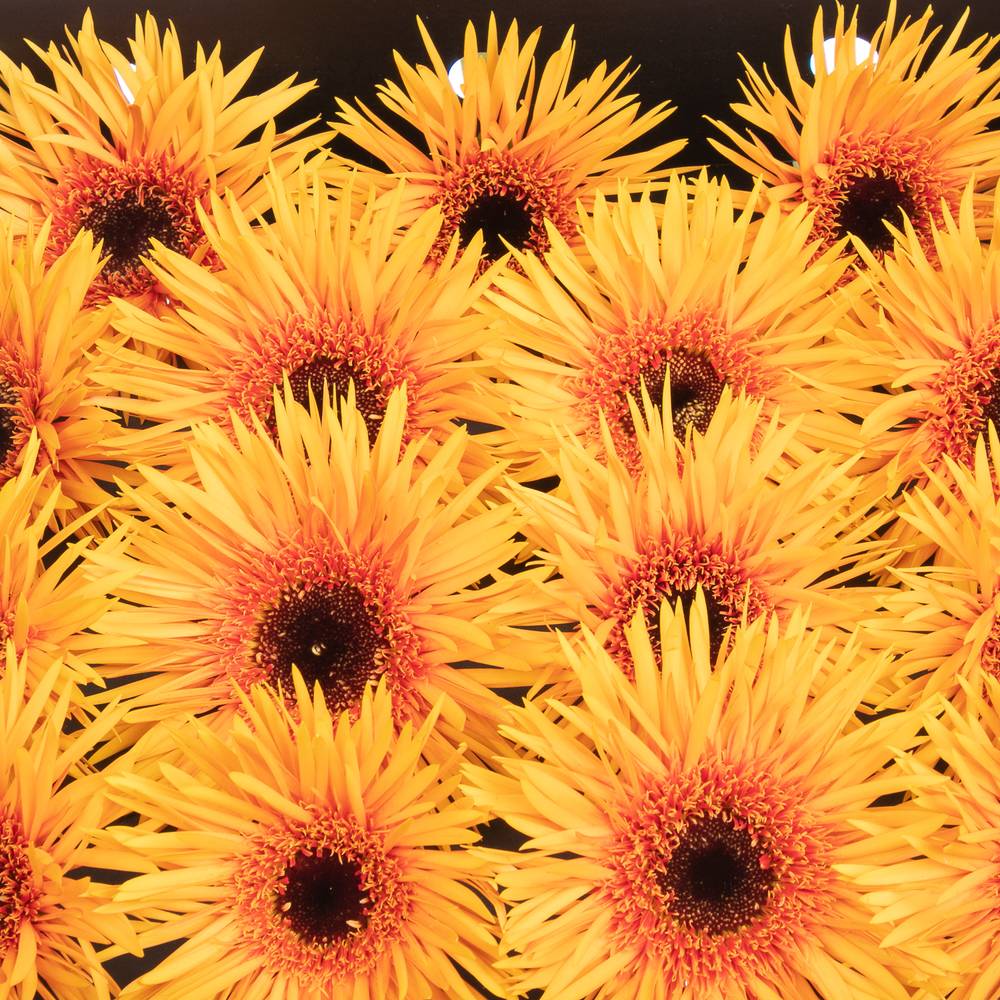 Gerbera orange Spin Claudemir 