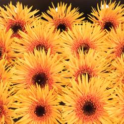 Gerbera orange Spin Claudemir 