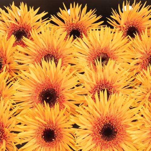 Gerbera orange Spin Claudemir 