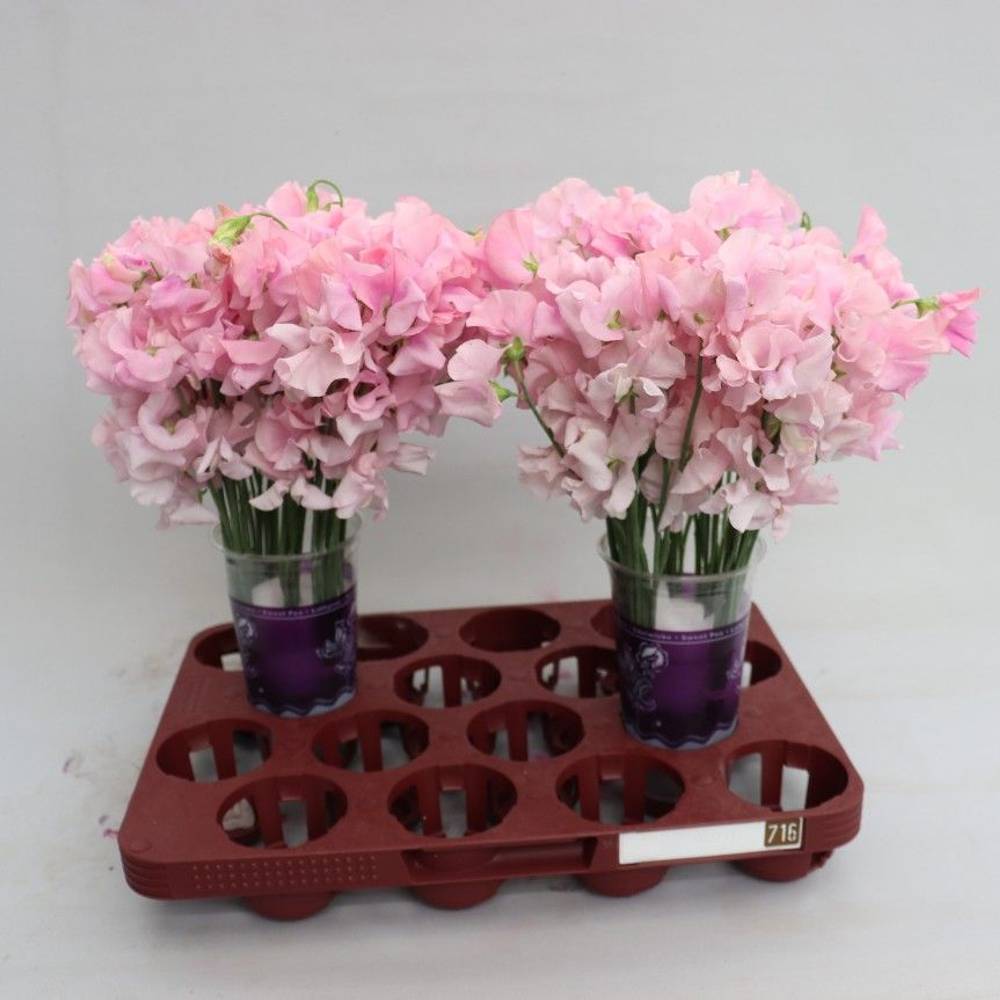 Wicken hell rosa Parfum Pastel Pink 35cm