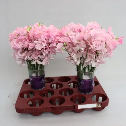 Wicken hell rosa Parfum Pastel Pink 35cm