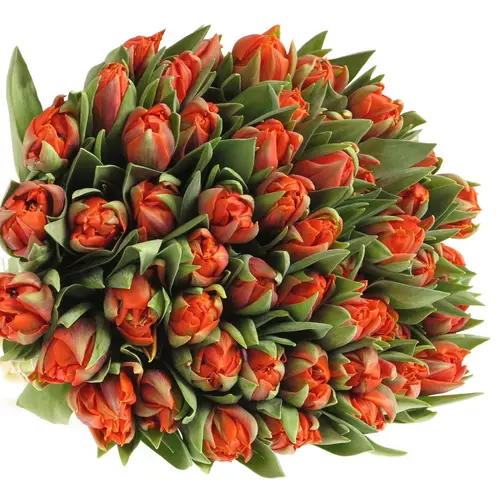 Tulpe orange double wonder 32 Gramm