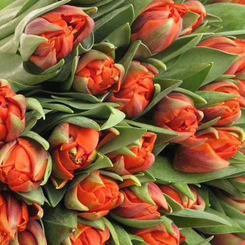 Tulpe orange double wonder 32 Gramm