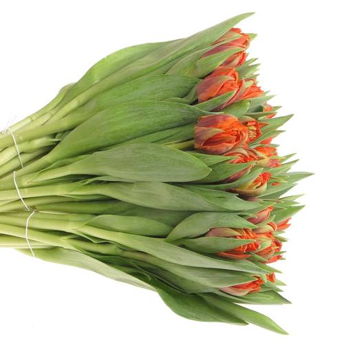 Tulpe orange double wonder 32 Gramm