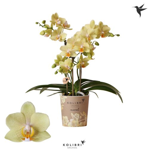 Phal.3-R gelb Livorno Kolibri T09 H35