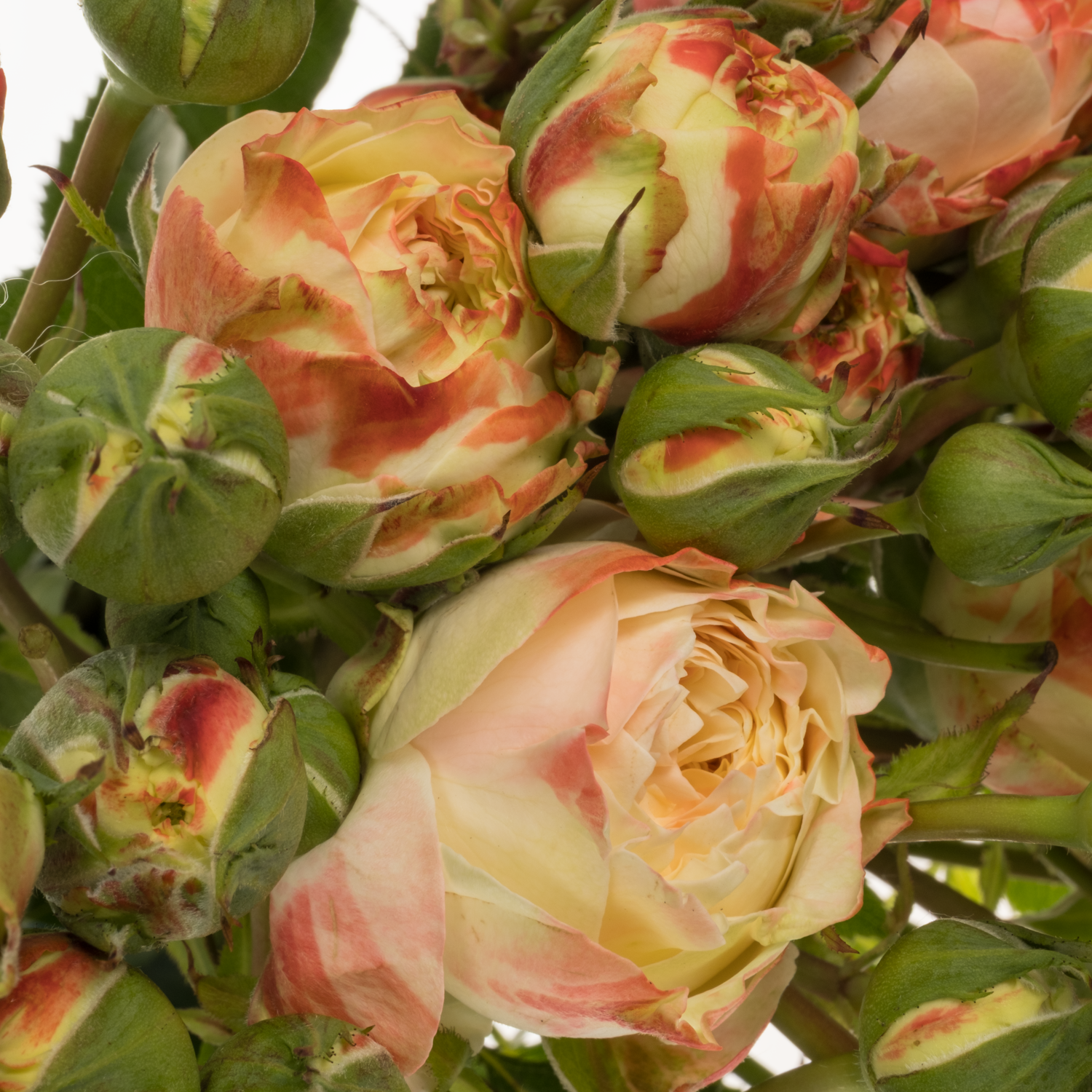 Rose Freiland apricot/rot D Latin Pom 4+Blüte 40cm