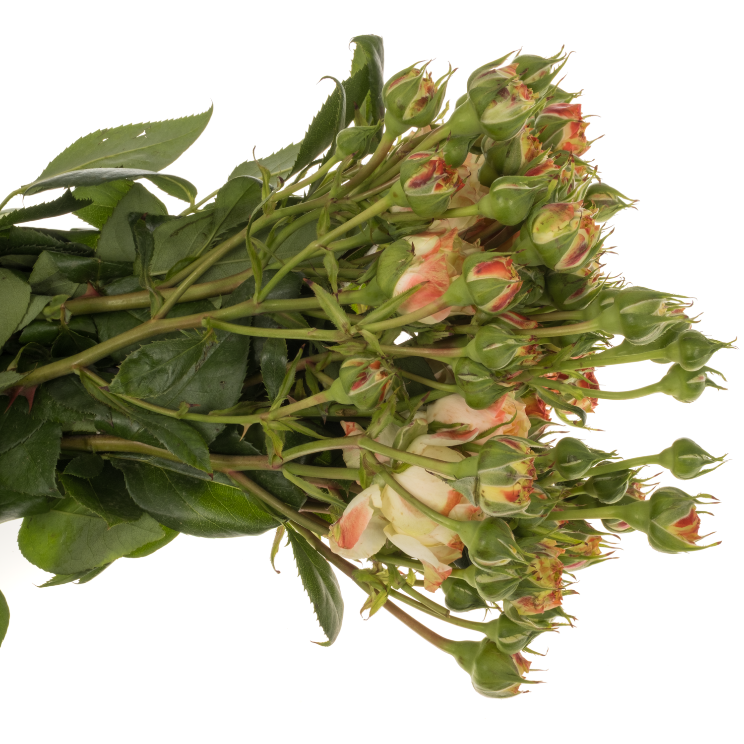 Rose Freiland apricot/rot D Latin Pom 4+Blüte 40cm