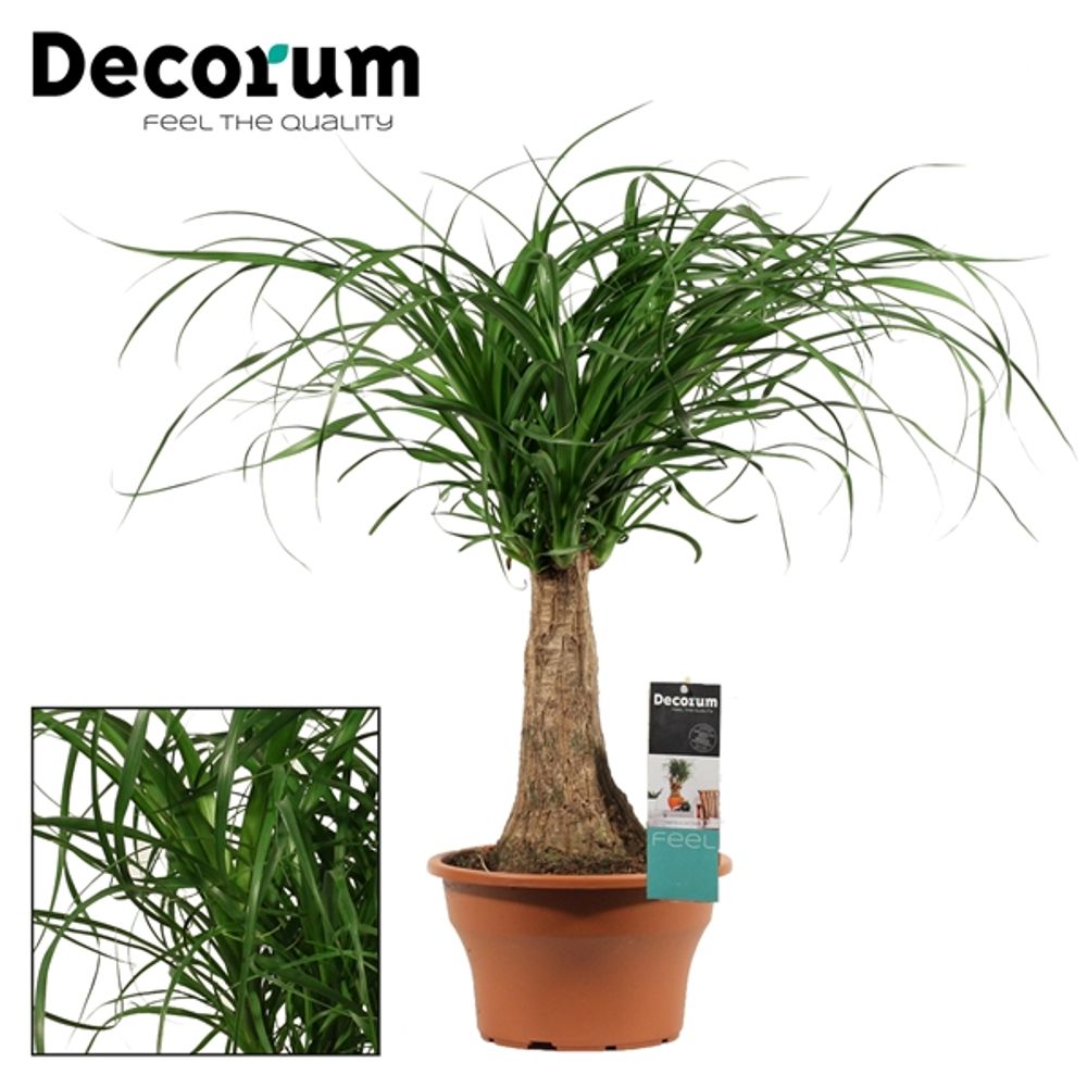 Beaucarnea Recht Schale T19 H55
