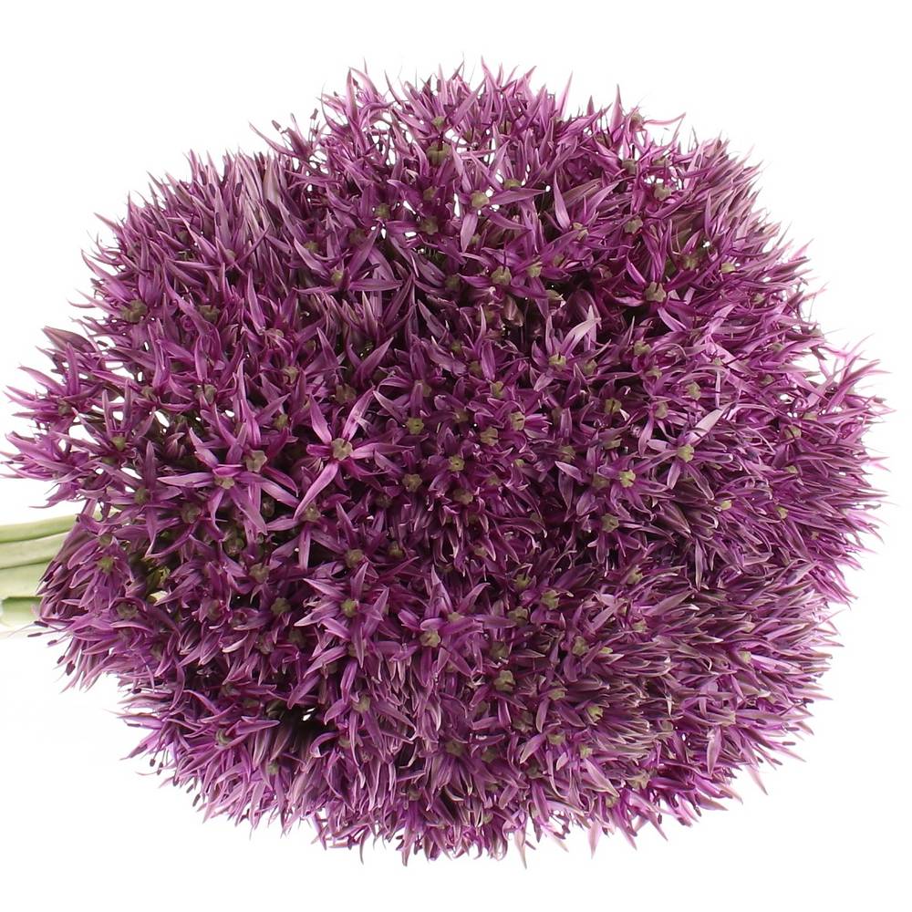 Allium lila Jackpot 70cm