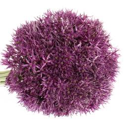 Allium lila Jackpot 70cm
