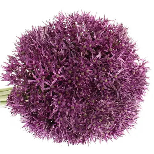 Allium lila Jackpot 70cm