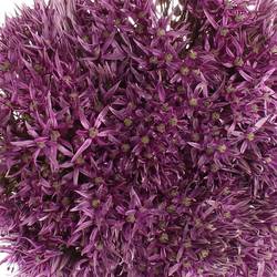 Allium lila Jackpot 70cm