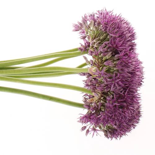Allium lila Jackpot 70cm