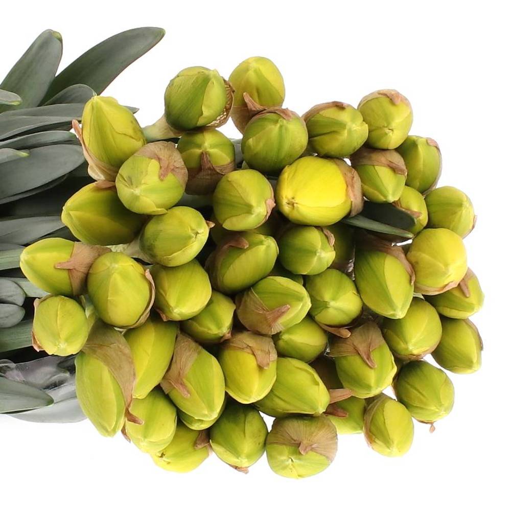 Narzisse gelb doppel Dick Wilden 45cm