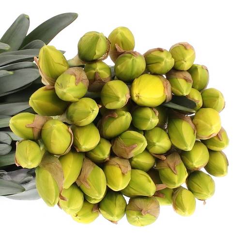 Narzisse gelb doppel Dick Wilden 45cm