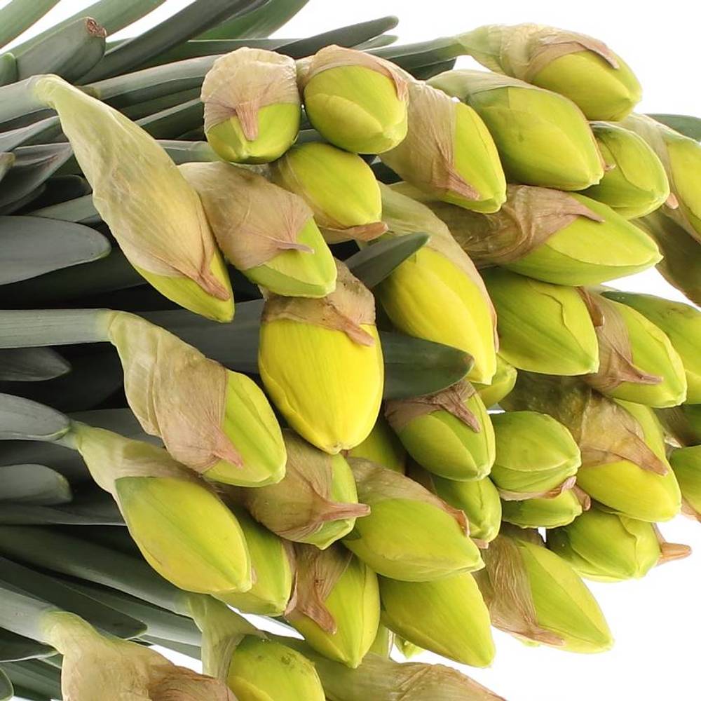 Narzisse gelb doppel Dick Wilden 45cm