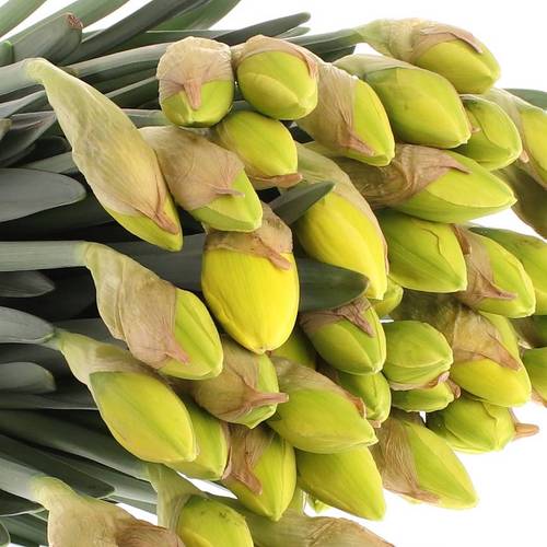 Narzisse gelb doppel Dick Wilden 45cm