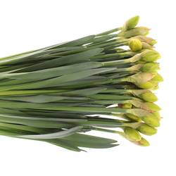 Narzisse gelb doppel Dick Wilden 45cm