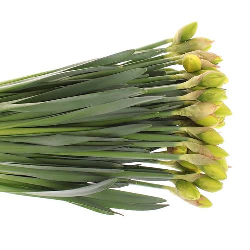 Narzisse gelb doppel Dick Wilden 45cm