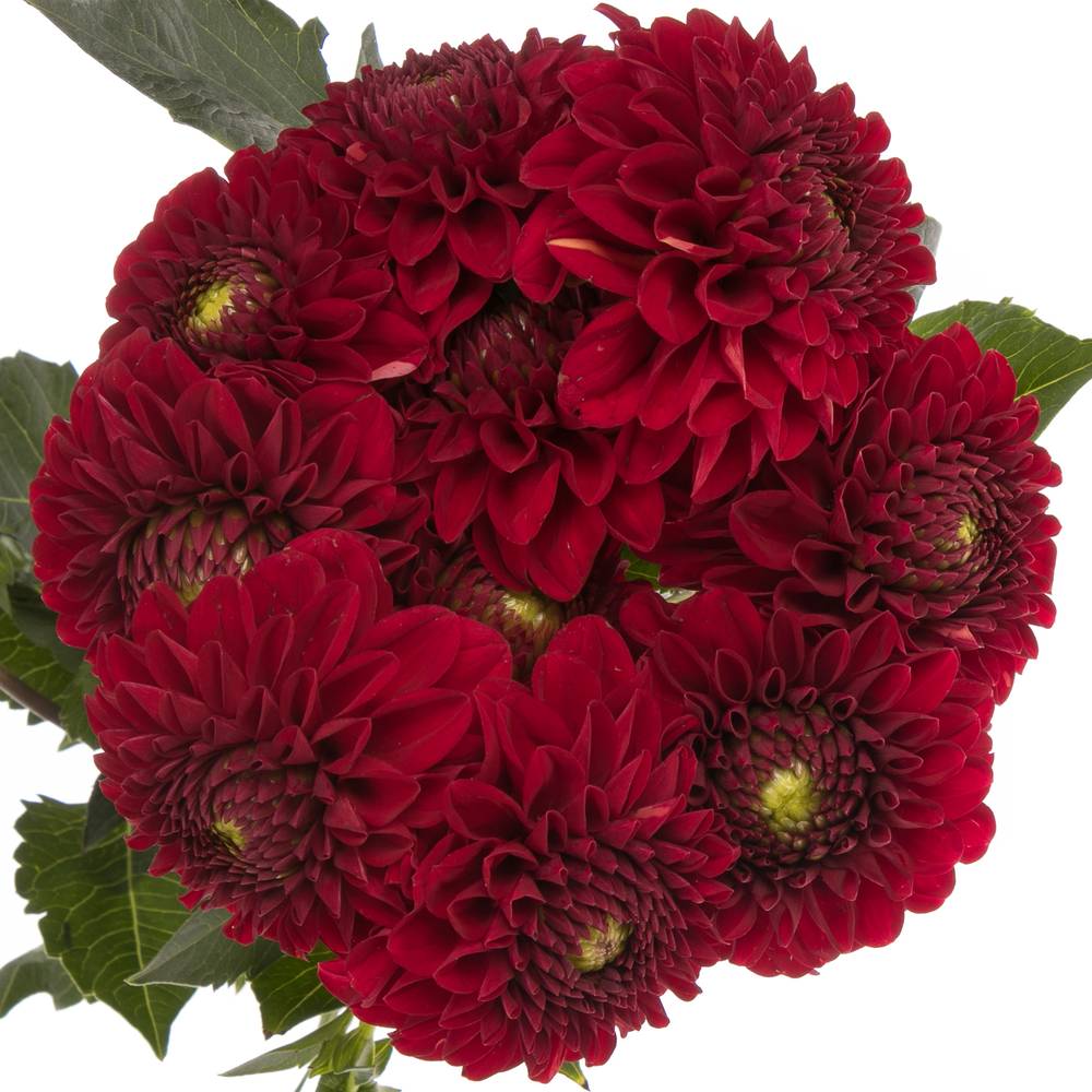 Dahlia dunkel rot Red Fox 70cm