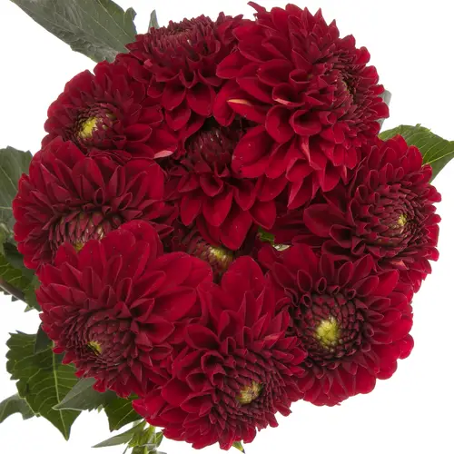 Dahlia dunkel rot Red Fox 70cm