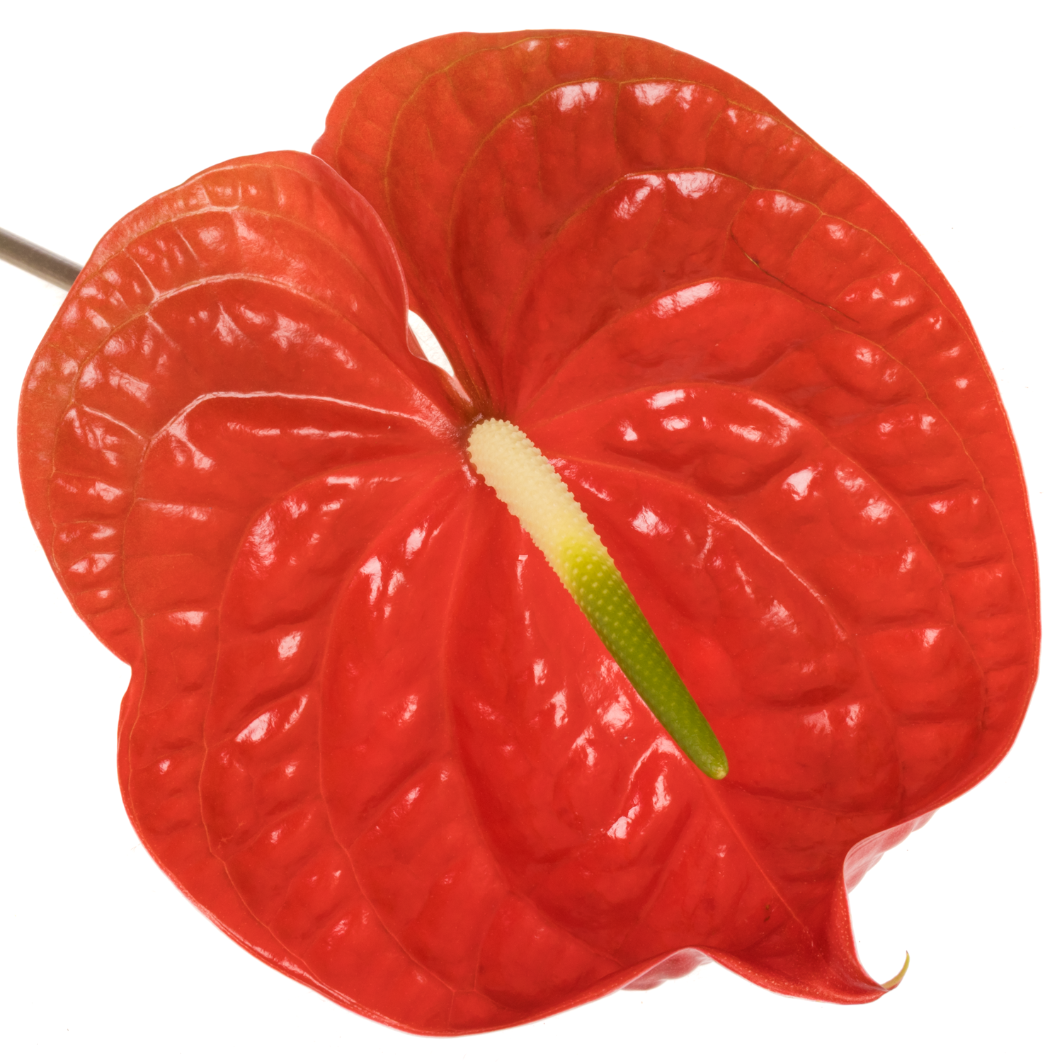 Anthurium rot Calisto Blüte 11cm