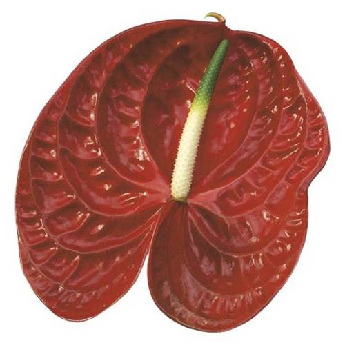 Anthurium rot Calisto Blüte 11cm