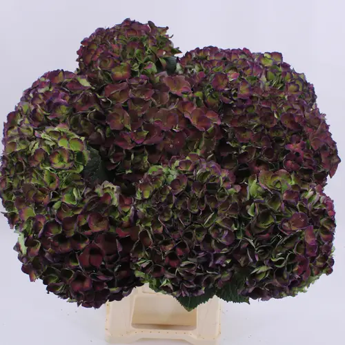 Hortensie lila/grün Opal classic Bol 18cm 60cm