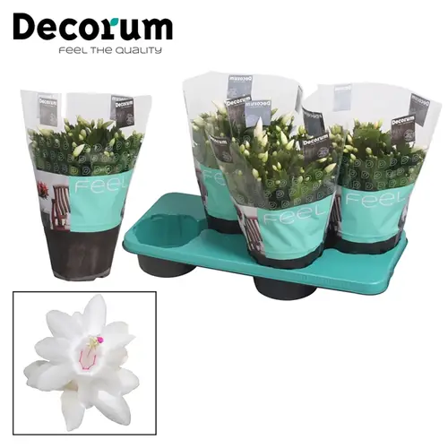 Schlumbergera weiss T17 H032
