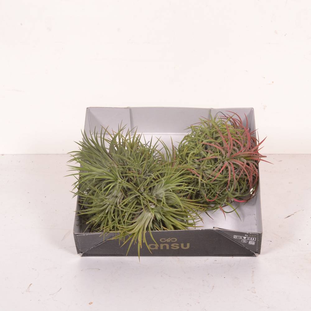 Tillandsia Magic XL BAll T10 H010