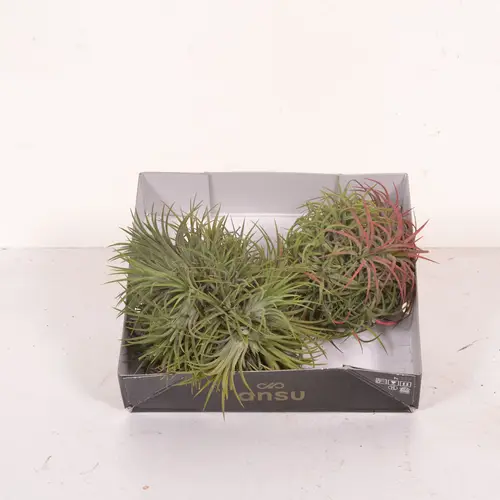 Tillandsia Magic XL BAll T10 H010